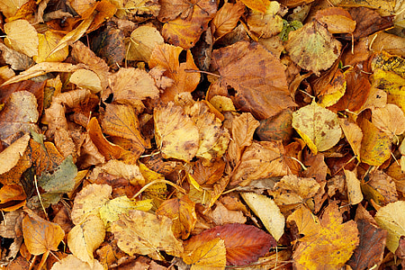 Herbst, Hintergrund, Hintergrund, hell, Braun, Haufen, trocken