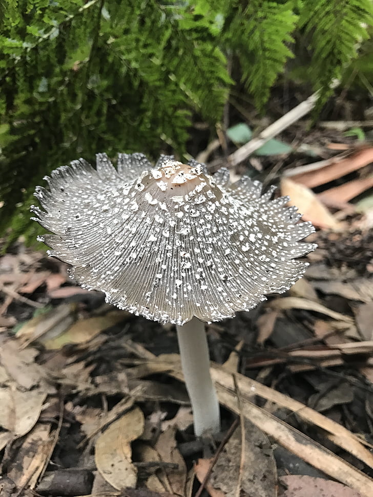 mushroom, nature, fairy, forest, hiking, walk, magical