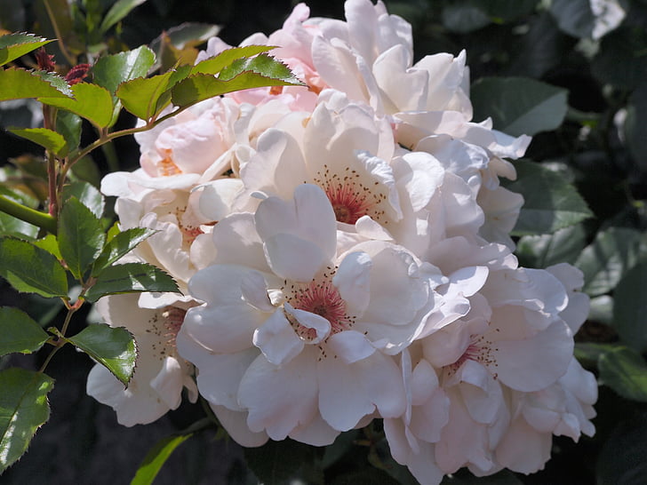 Πάρκο Verny, Γαλλία, τριαντάφυλλο, λευκό, ροζ, στη θάλασσα, ναυτική βάση