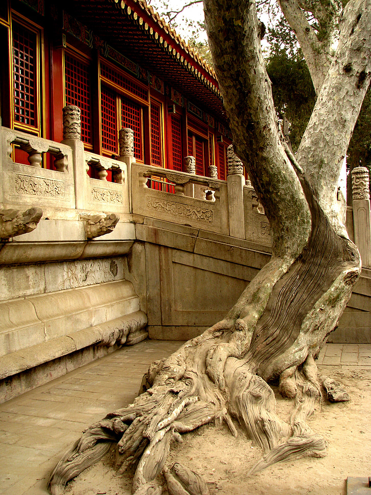 Čína, zakázané mesto, strom