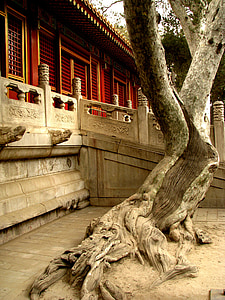 China, verboden stad, boom