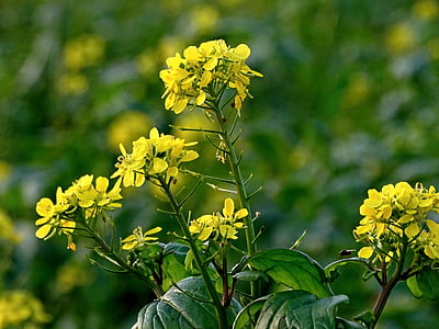 colza, flor de violació, àmbit de rapeseeds, groc, l'agricultura, planta, primavera
