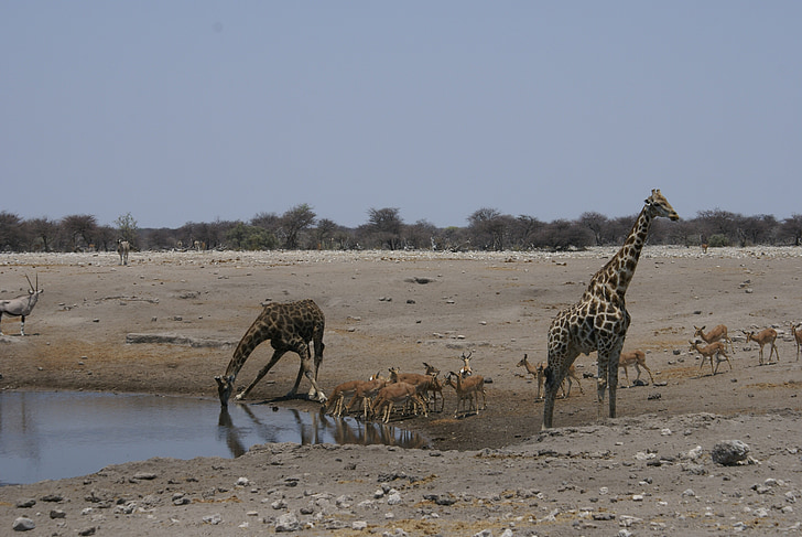 giraffe, drink, water hole, national park, mammal, africa