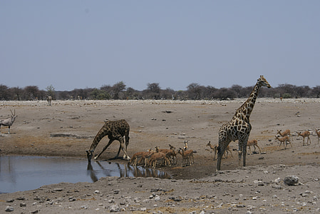 girafa, băutură, gaura de apa, Parcul Naţional, mamifer, Africa