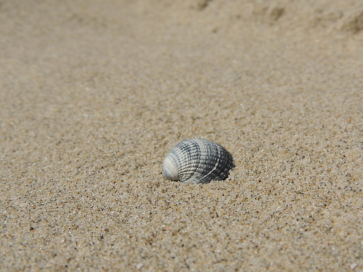 shell, zand, strand, zomer, zee, water, natuur