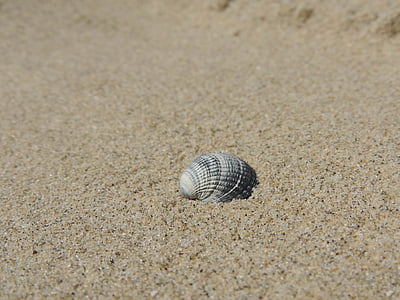 shell, sand, beach, summer, sea, water, nature