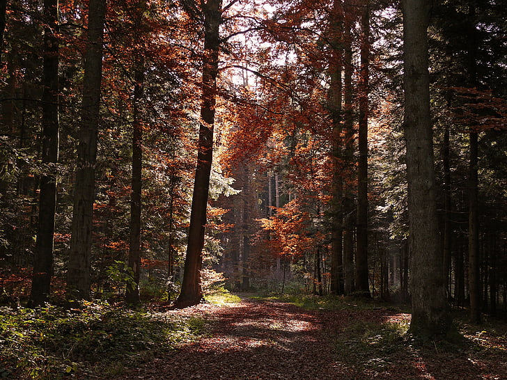 hösten, skogen, träd, höstfärg, falla lövverk, ljus, naturen