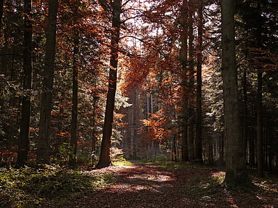 autumn, forest, trees, fall color, fall foliage, light, nature