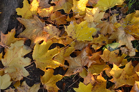 musim gugur, daun, daun, kuning, dedaunan, musim gugur, emas