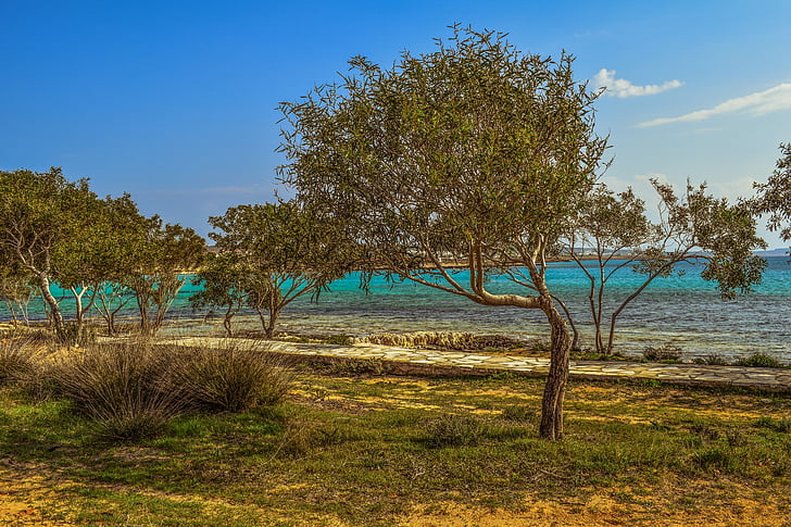 arbres, Coppice, natura, paisatge, al costat del mar, paisatge, Makronissos