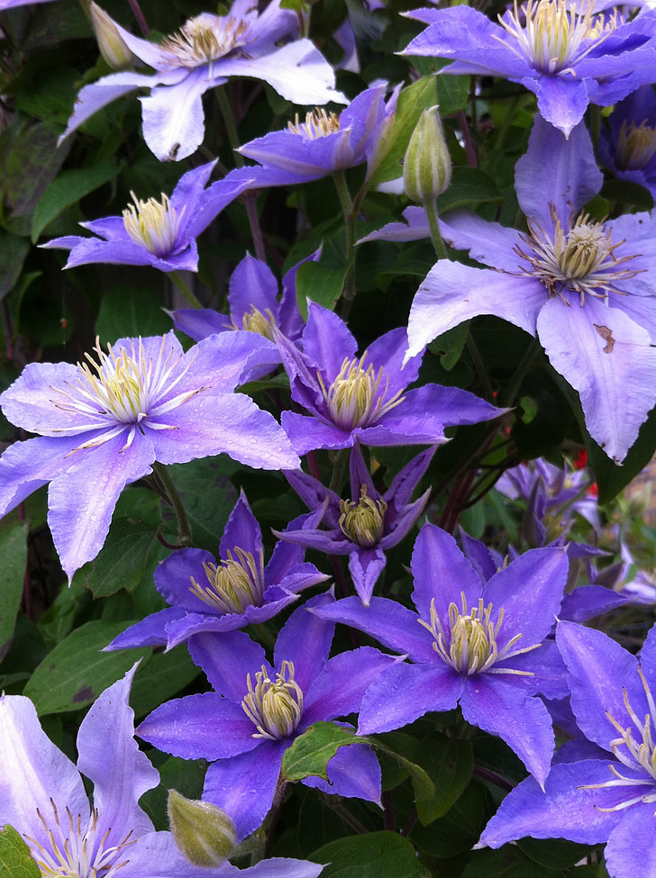 клематис, Градина, пълзящо растение, синьо цвете