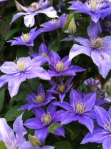 clematis, garden, creeper, blue flower