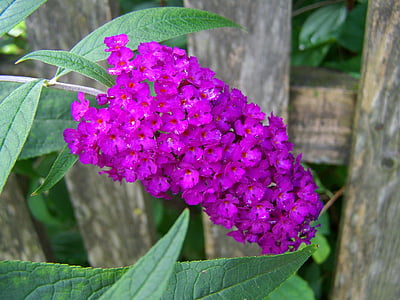 Buddleja davidii, púrpura, jardín de flores de verano, flor, verano, primavera, jardín