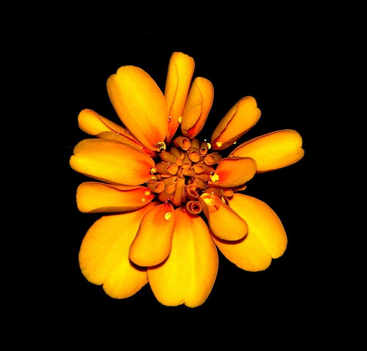 Marigold, fleurs, orange, jaune, Blossom, floral, pétale