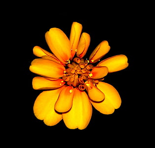 Marigold, květiny, oranžová, žlutá, květ, květinové, okvětní lístek