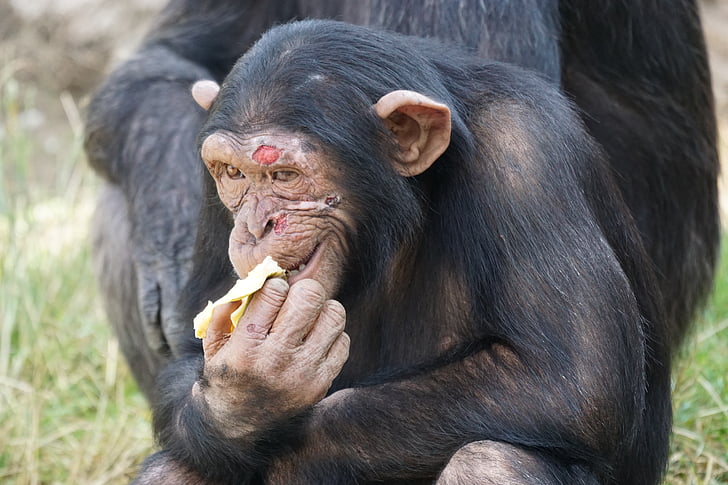 šimpanz, savec, nebezpečné, jídlo