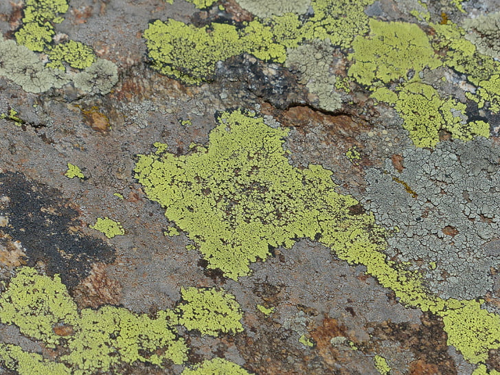 Pierre, lichen, lichen de roche, Rock, l’encrassement, landkartenflechte, Rhizocarpon geographicum