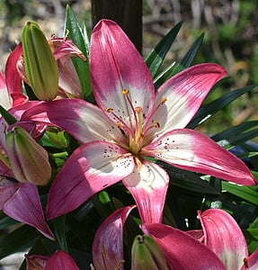 asiatic lily, flower, blossom, bloom, plant, perennial, bright