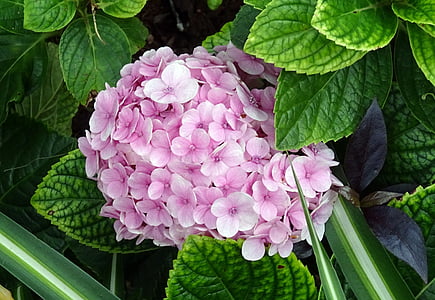 Hortensia, lill, mophead Hortensia, Hortensia macrophylla, Hortensialised, Bloom, sinine