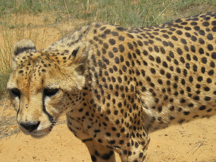 Namibie, guépard, chat, l’Afrique, Safari, gros chat, Predator
