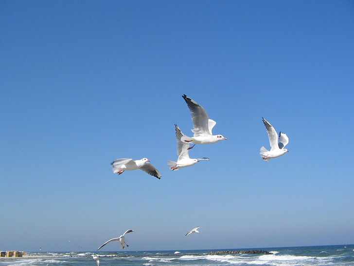 Балтійське море, Чайки, море, птах, Чайка, політ, Природа