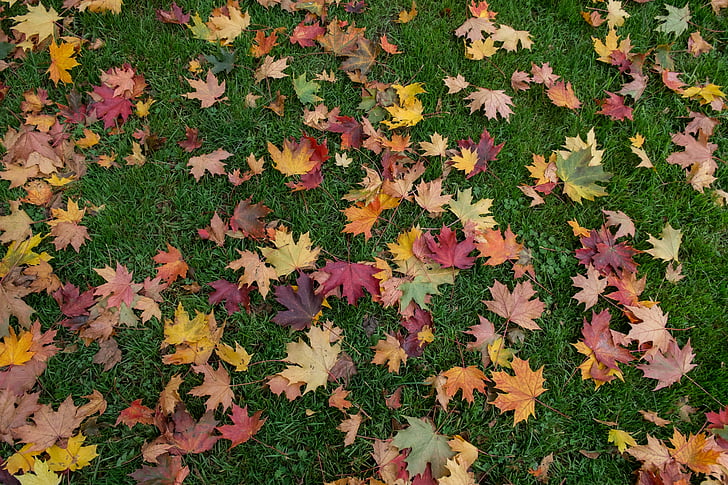 daun, musim gugur, berbagai warna, karpet, permukaan rumput