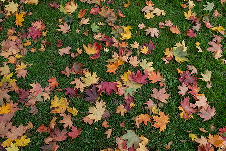 levelek, ősz, változatos szín, szőnyeg, füves felület