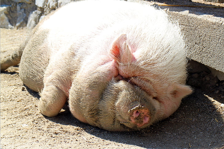 pot-bellied pig, babi, Dozer, tebal, santai, matahari, relaksasi