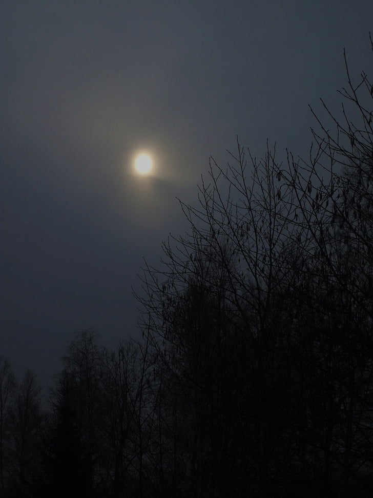 solen, Estland, mörka, träd