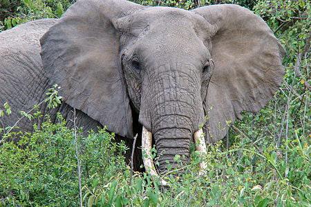 slon, Tanzanie, zvíře, Safari, Afrika, Národní park, volně žijící zvířata