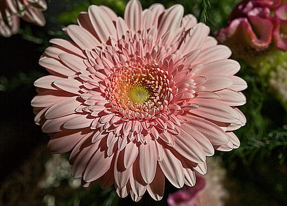 Gerbera, květ, závod, Flora, Příroda, řezaných květin, dekorativní květina