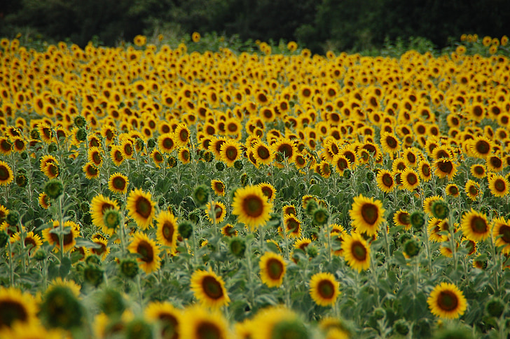 поле із соняшниками, Соняшник, завод, квітка, жовтий