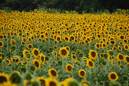 field of sunflowers, sunflower, plant, flower, yellow