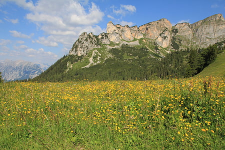 vuoret, niitty, Leinikki, keltainen, Alpine, maisema, kesällä