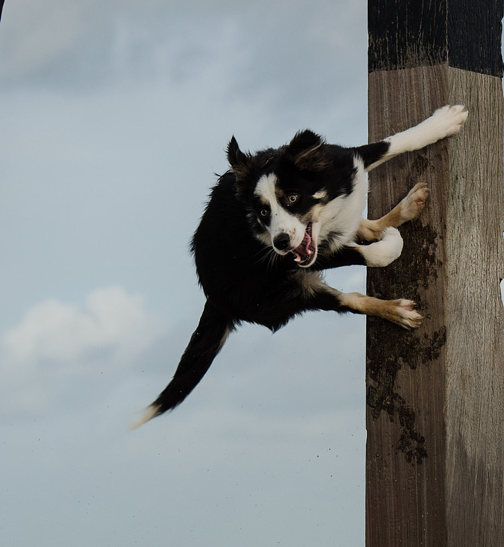 το σκυλί πηδά στην pole, άλματα σκυλιών, αστεία χάρισμα, κόλλεϊ συνόρων, παραλία, σκύλος, βρετανική τσοπανόσκυλο