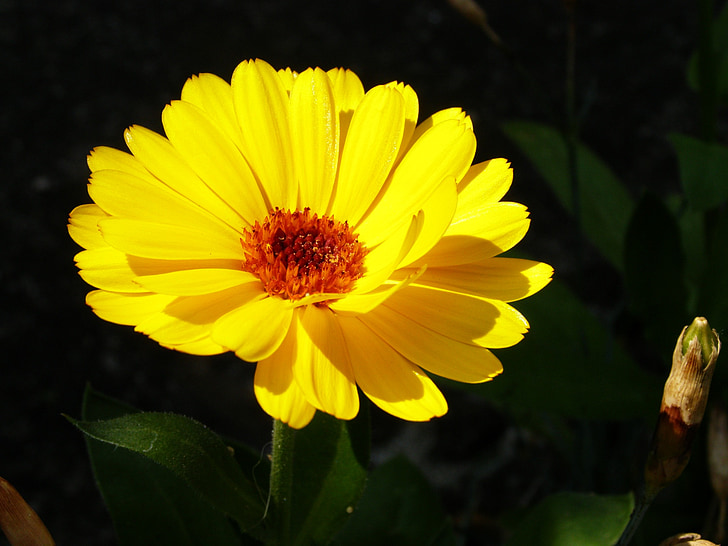 amarelo, natural, flor