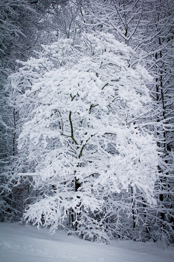 neu, tempesta de neu, cobert de neu, temps, l'hivern, nevant, arbre