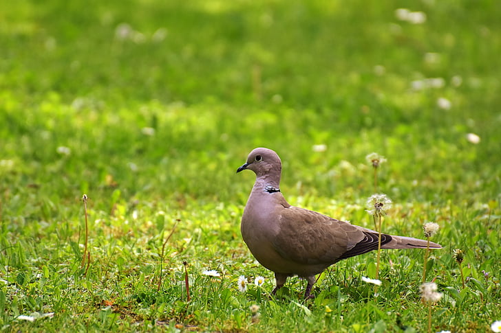 Dove, łąka, collared, ogród, zwierząt, naturalny trawnik, Świat zwierząt