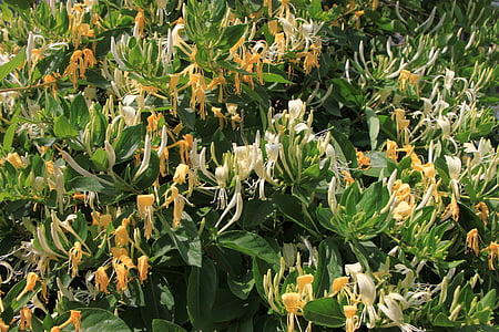 caprifolium, Blumen, Geißblatt, Lonicera, Woodbine, Pflanzen