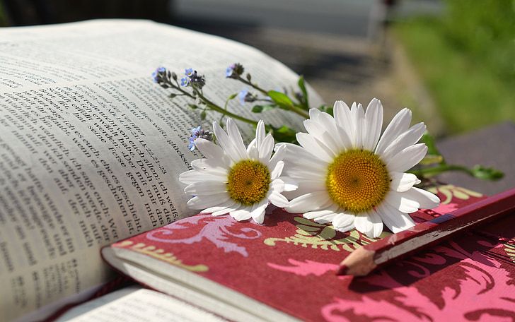 daisies, book, read, writing materials, notes, bible, book page