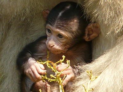 маймуна бебе, маймуна планина, маймуна, Салем, берберски маймуна, животните