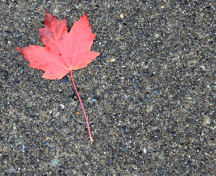 javorový list, podzim, oranžová, červená, na podzim, strom, mokrý