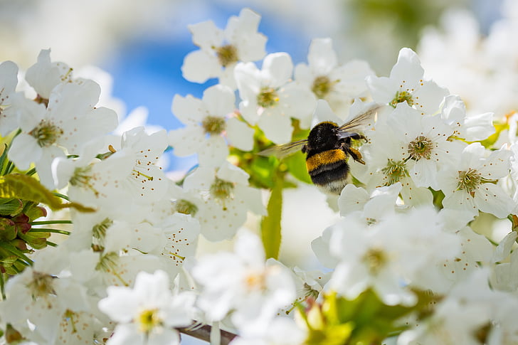 hummel, cherry blossom, collect nectar, insect, pollen, nature, spring