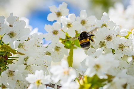 Hummel, Cherry blossom, indsamle nektar, insekt, pollen, natur, forår