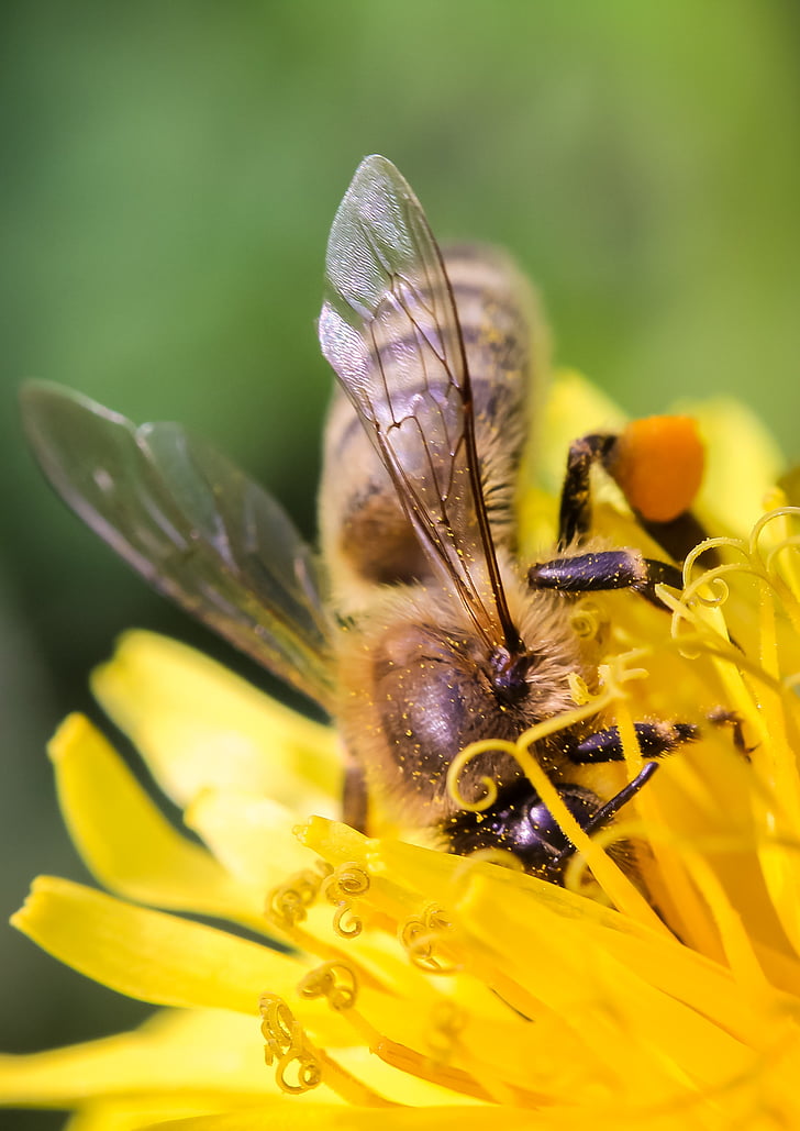 μέλισσα, κινηματογράφηση σε πρώτο πλάνο, μακροεντολή, έντομο, φύση, μέλι, Κίτρινο
