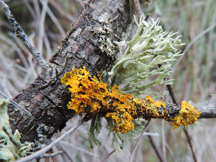 lichen, trunk, forest, bark, lichens
