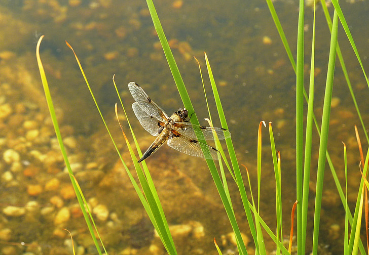 dragonfly, pond, insect, flight insect, wing, bank, water