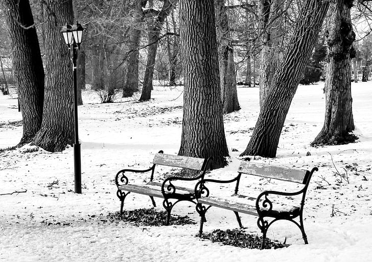l'hivern, Parc, coixí, neu, serenitat, gener, natura
