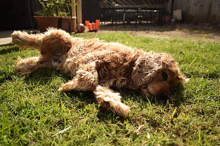 Cocker, con chó con, nằm trên cỏ, bộ lông màu nâu