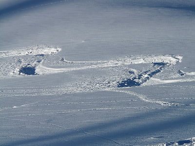 esquí de fondo, salida, WAG, traza, curvas, nieve en polvo, invernal